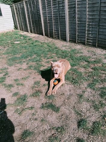 Beautiful trained mastiff boy