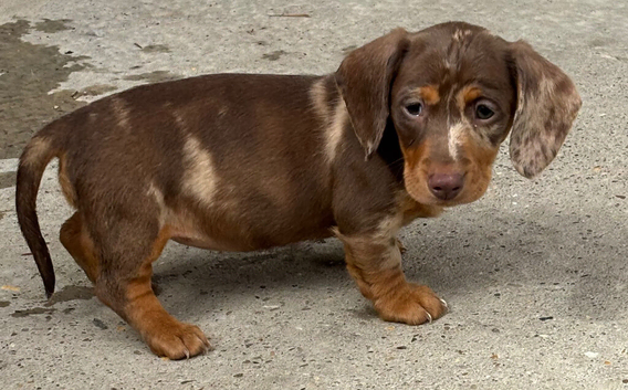 most gorgeous, beautiful dachshunds
