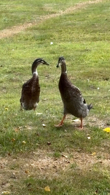 Beautiful Indian Runner Drakes