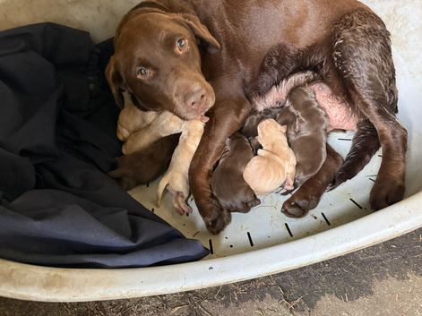Chocolate/Yellow Lab puppies