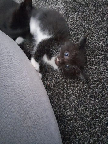 Kittens