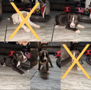 Staffordshire bulldog/terrier/collie mix puppys