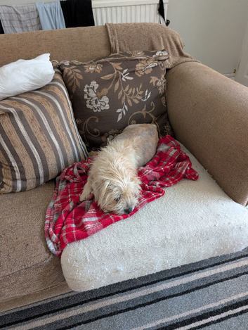 Puppy's for loving home