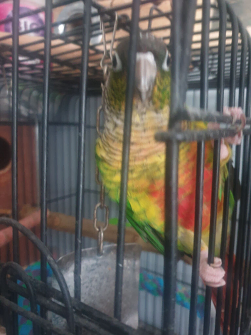 Pine apple conure hand tamed