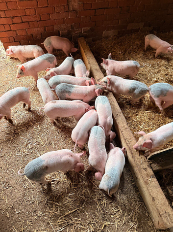 Saddleback cross Welsh weaners
