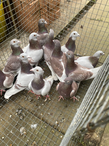 Bricoux pigeons