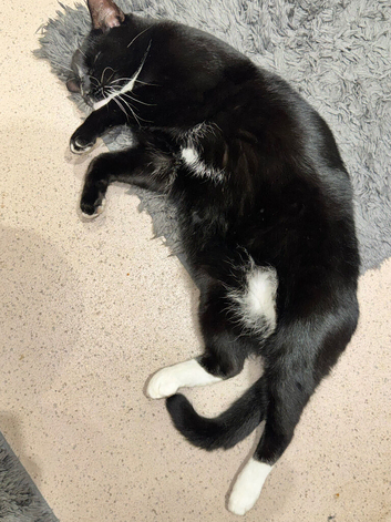 Rambo Black/white male cat