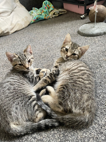 2 gorgeous 12 week old silver tabby brother and sister