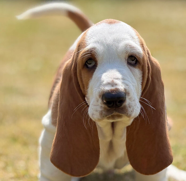 Quality KC REG. Basset pup
