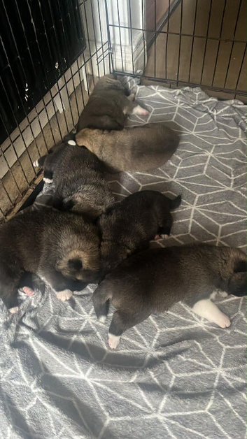 Akita