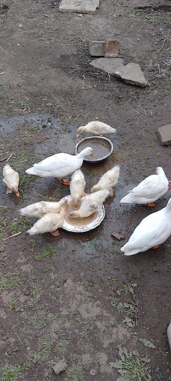 White calling ducks