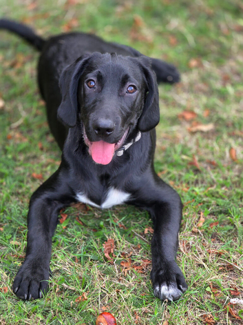 6 month male sprockerdor