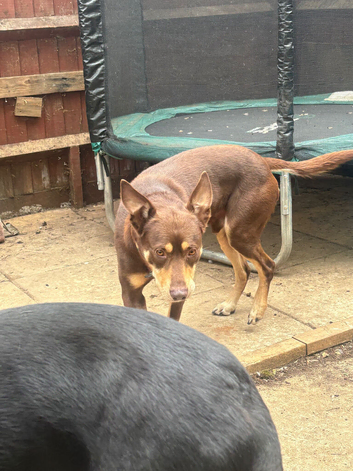 My beloved kelpie