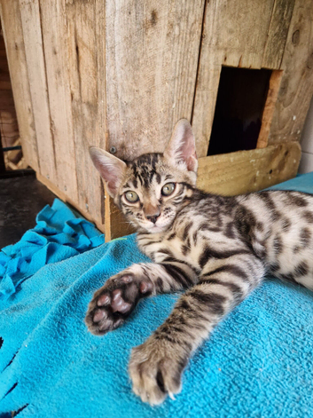 Beautiful Bengamese kittens