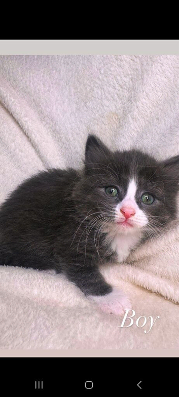 Mix fur kittens