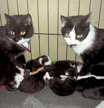 Black & White Tuxedo Kittens &ndash; Litter Trained &ndash; Flea & Worm Treated