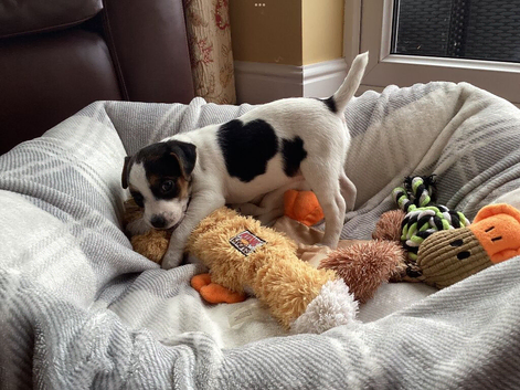 JACK RUSSELL TERRIER PUPS FOR SALE