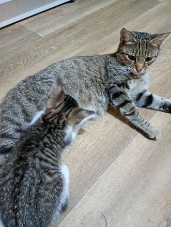 Bengal crosses