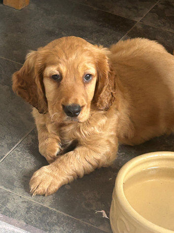 Beautiful red boy cockapoo