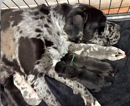 Cane corso male black all innoculations 13 wks