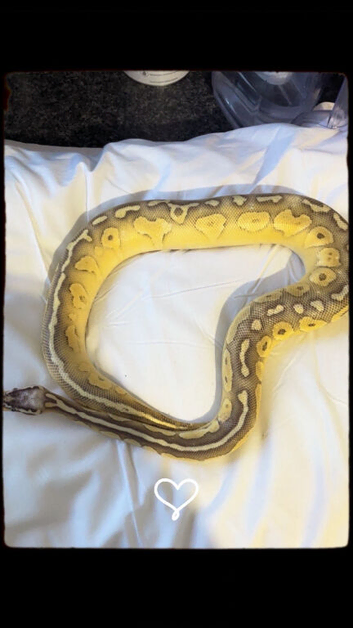 Butter/pastel female