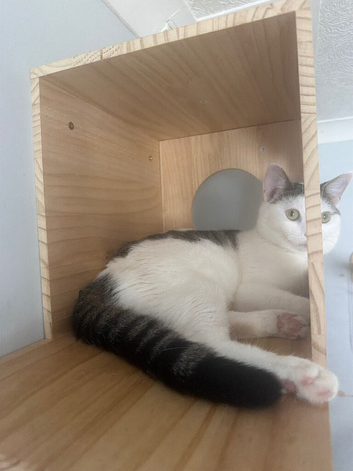9 month old kitten