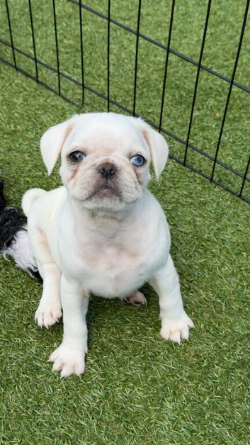 Beautiful & Unusual Purebred Pug Puppies &ndash; 3 Remaining &ndash; &pound;1,000 Each
