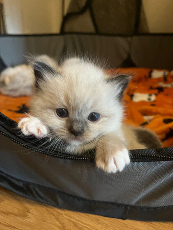 GCCF Ragdoll Kittens