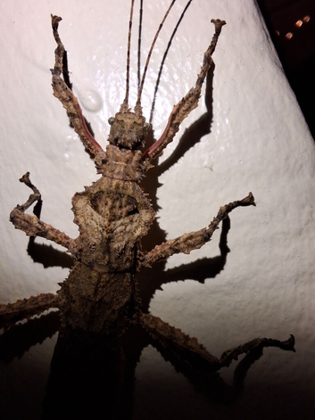 hesperophasma sp. la cienaga ova x 15