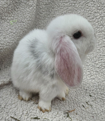 Pure bred Mini Lops