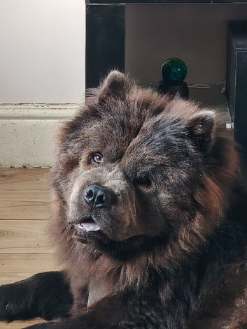Male Chow chow