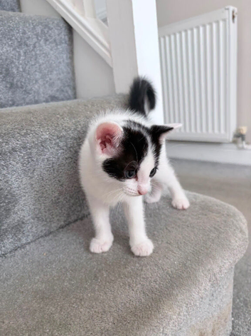 White kitten