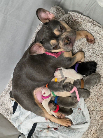 Kc registered French bulldogs