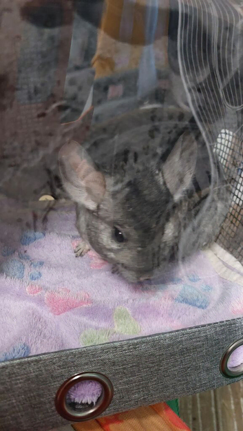 Two Bonded Female Chinchilla