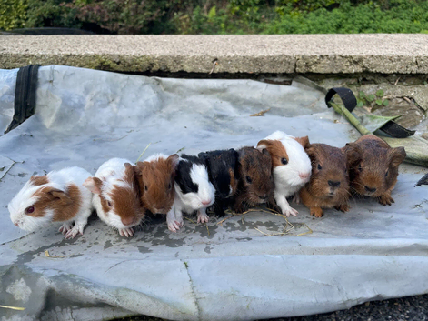 9 baby sows