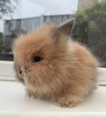 Purebred double maned lionheads