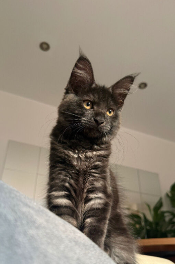 Affectionate & Playful Maine Coon X Kitten