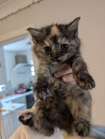 Gorgeous 3/4 maine coon kittens, each come with kitten pack