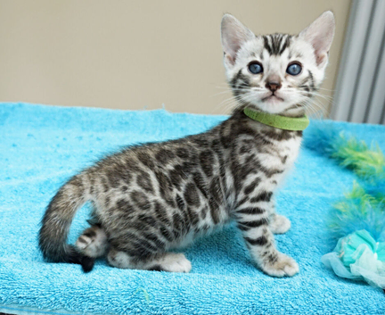 Superb Bengal Kittens