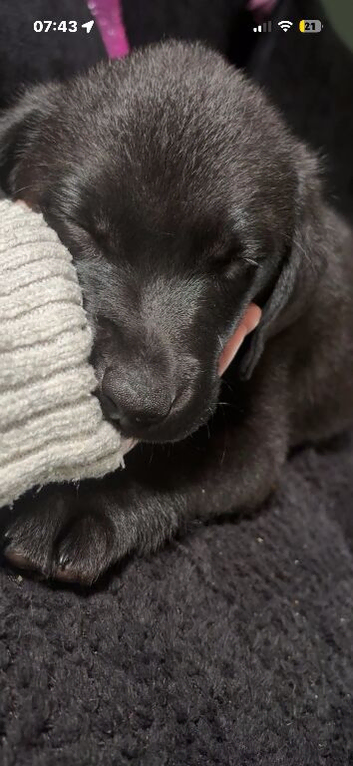 11 week female
