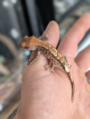 Baby crested geckos