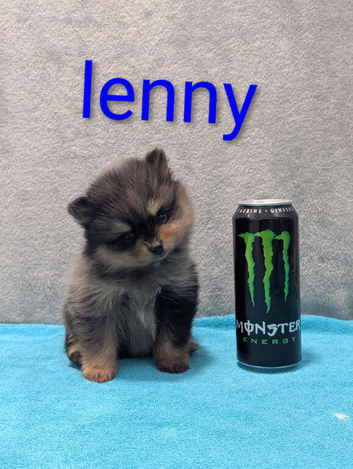 Pomeranian puppy's ready to leave