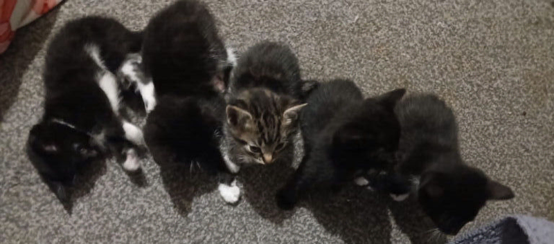 5 beautiful kittens needed forever home