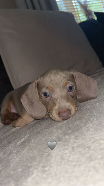 Isabella and tan Dachshund