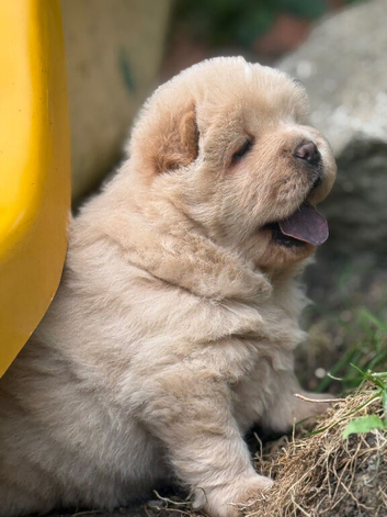 Chow chow x1 re available