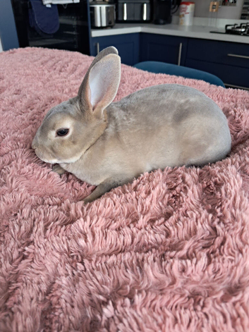 Mini rex kits