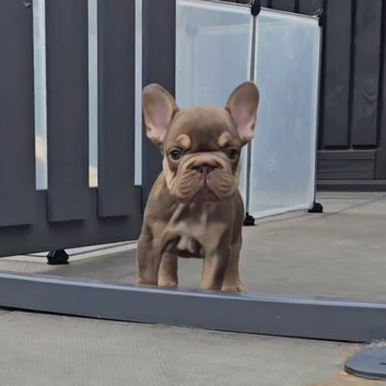 KC Fluffy French Bulldog Puppies