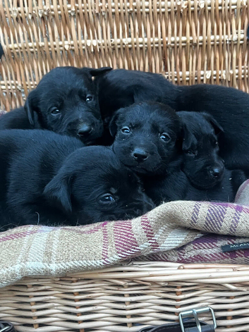 Beautiful KC Black Labrador Puppies