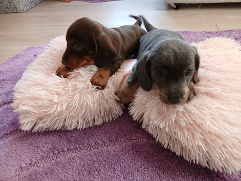 1 lilac and tan boy available and 1 chocolat and tan girl