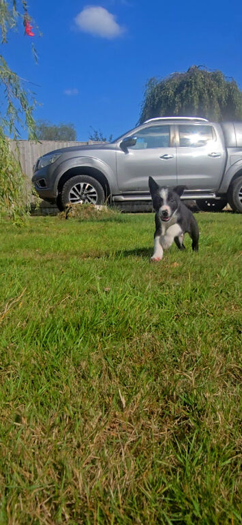 ISDS Tri and Black & White Border Collie Puppies